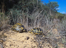 Sandige Küstenregion