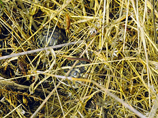 Zwei Schlüpflinge im Pflanzenspreu.