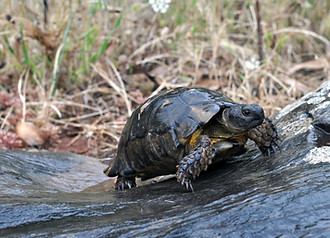 Marginate duscht sich im Regen.