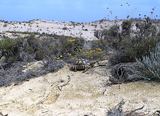 Marginata in einer Sanddüne.