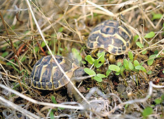 Schlüpflinge beim Fressen von Keimlingen.