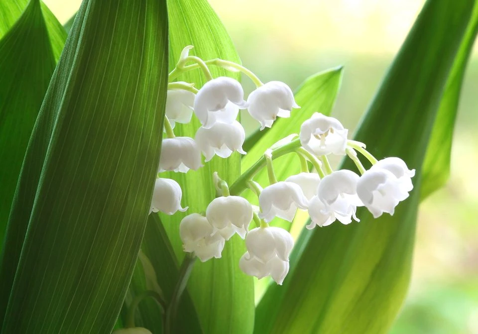 Muguet.webp