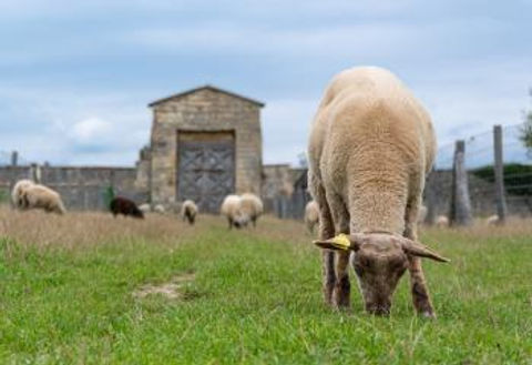Mouton.jpg