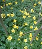 Celandines.jpg