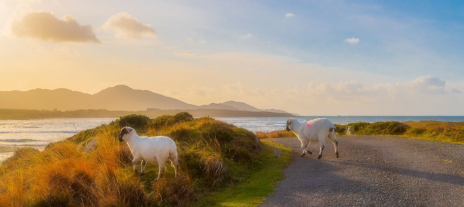 shutterstock_1574096140 (1) Beara.jpg