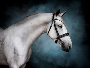 Relax! Your Horse's Photo Day Worries: Addressed and Resolved!