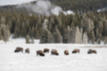 Bison search the snow covered grass for food in front of frost covered trees with low clouds.