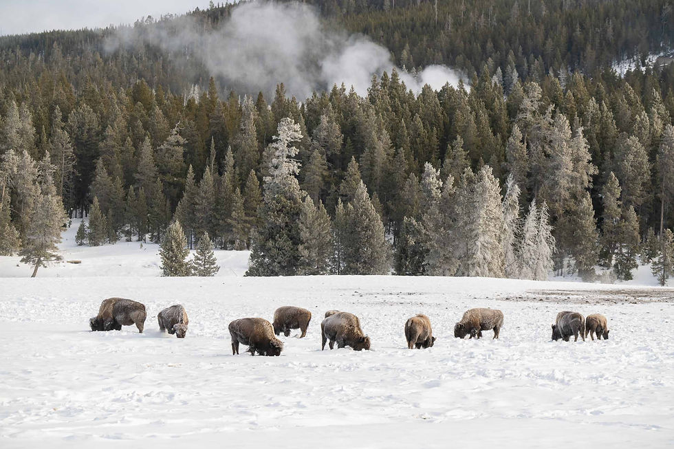 Bison search the snow covered grass for food in front of frost covered trees with low clouds.