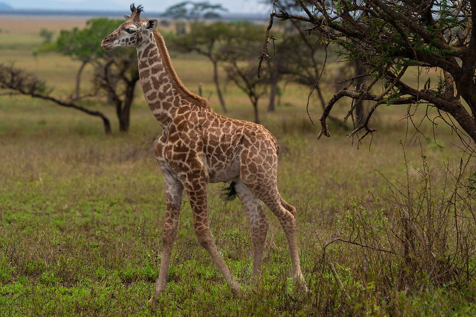 A baby giraffe is seen on the Serengeti in Africa.