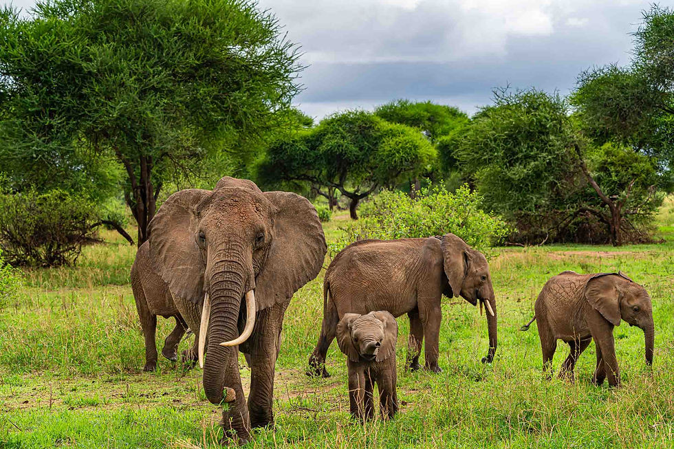 A family of elephants is seen on the green savannah as the largest and smallest walk right toward the camera.