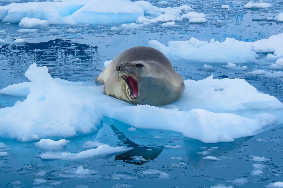 A seal floats on a piece of ice in the Antarctic with a wide open mouth as it yawns.