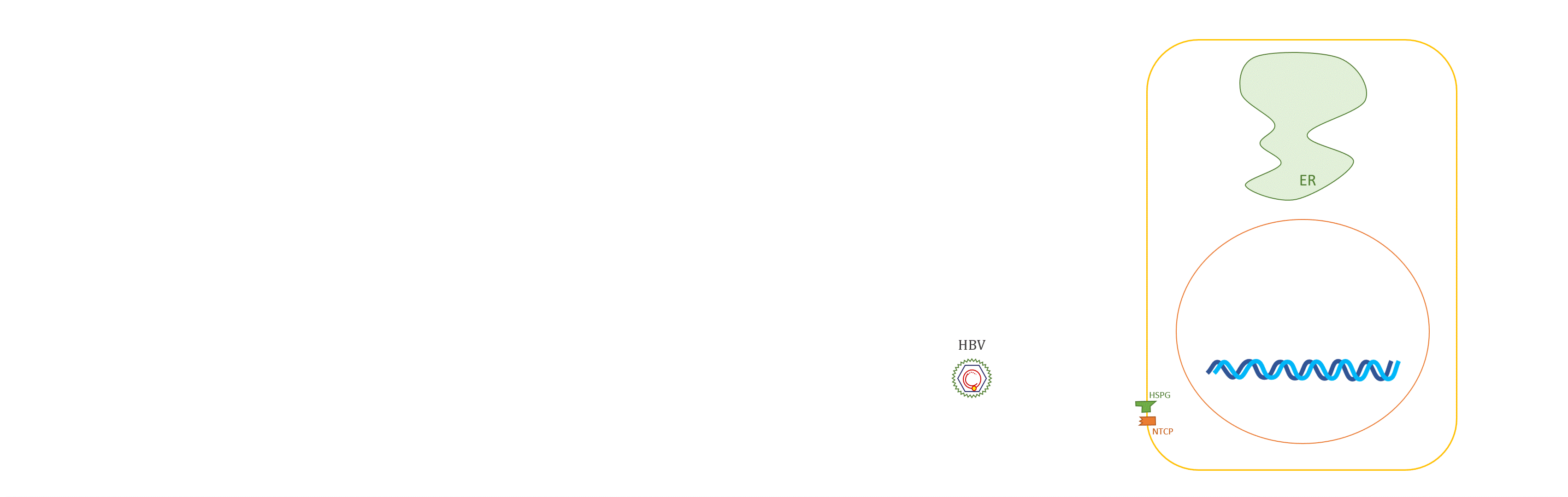 HBV2.gif