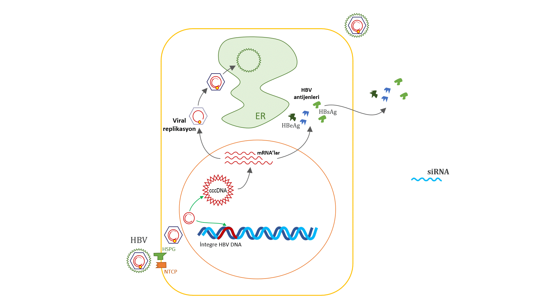 siRNA2.gif