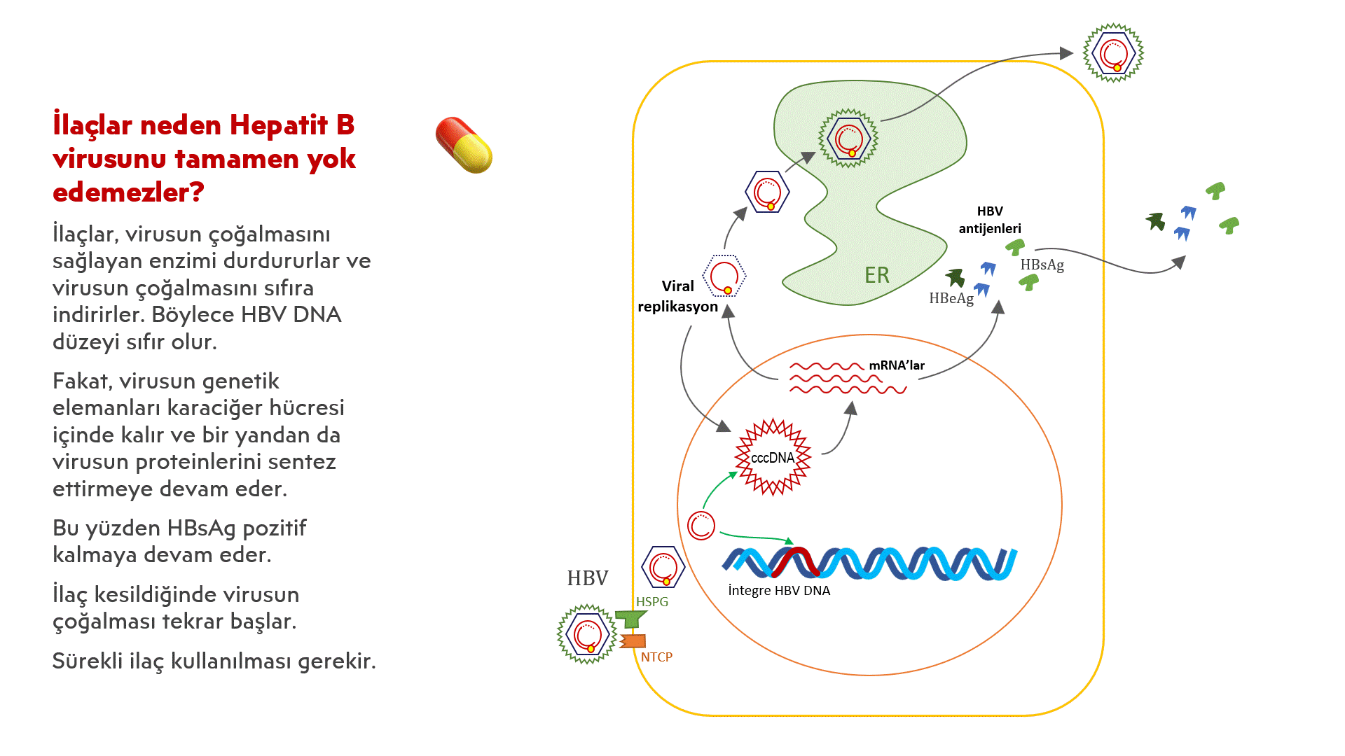 HBV-ilaç.gif
