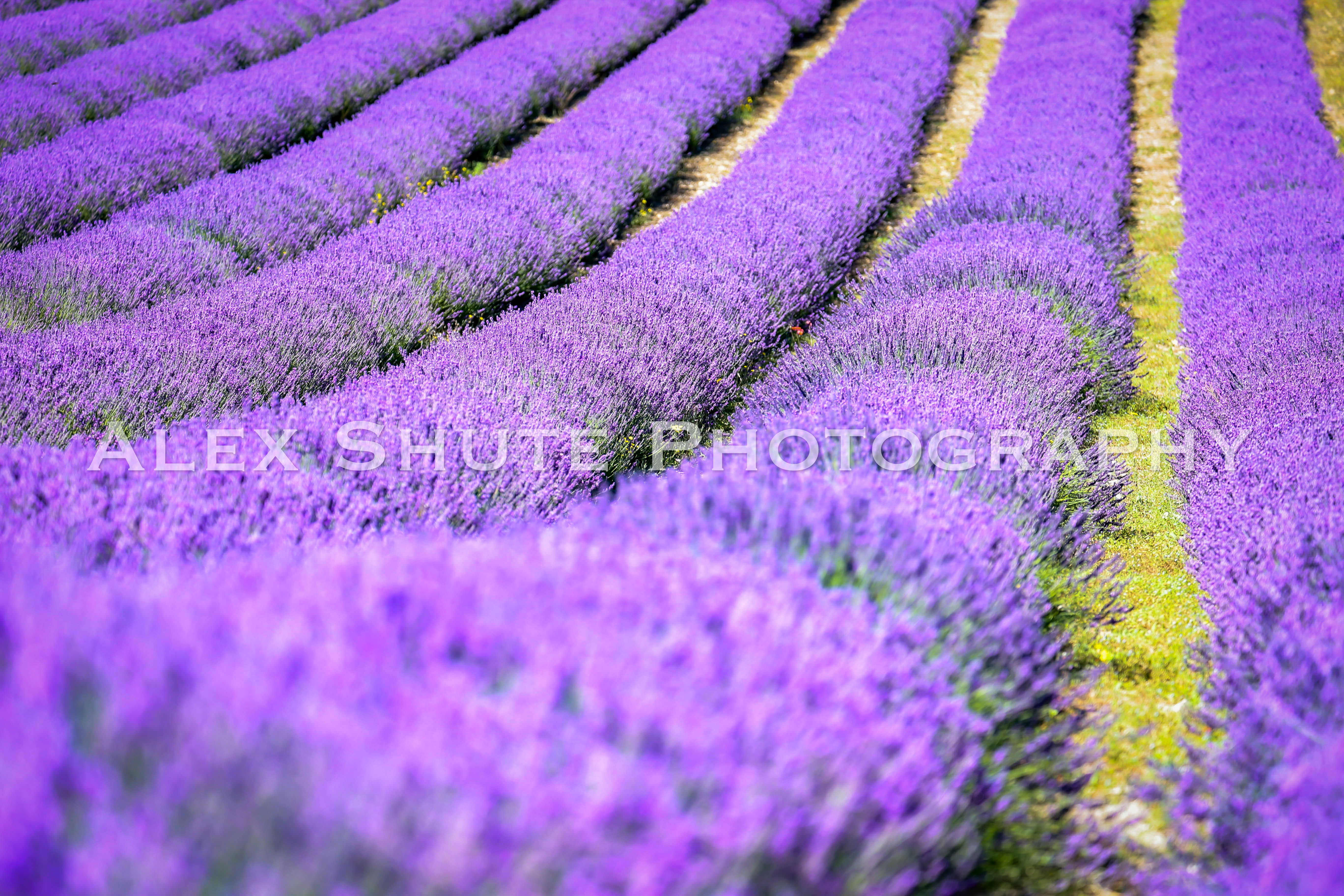 Lavender Fields