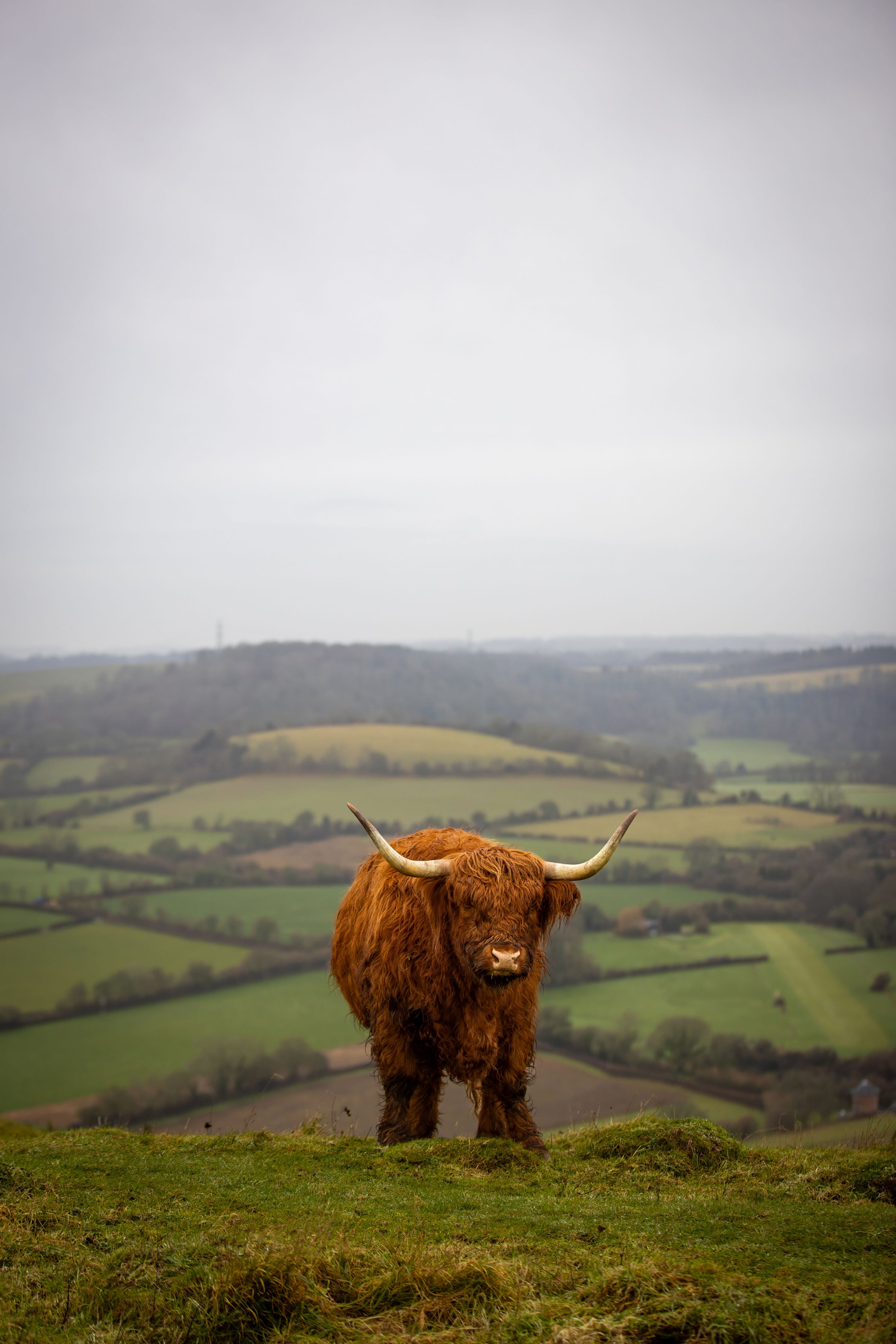 Highland Cow 2026 #7