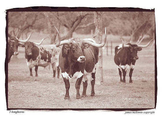 0 3 longhorns