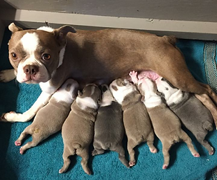 Boston Terrier litter of champagne & blues