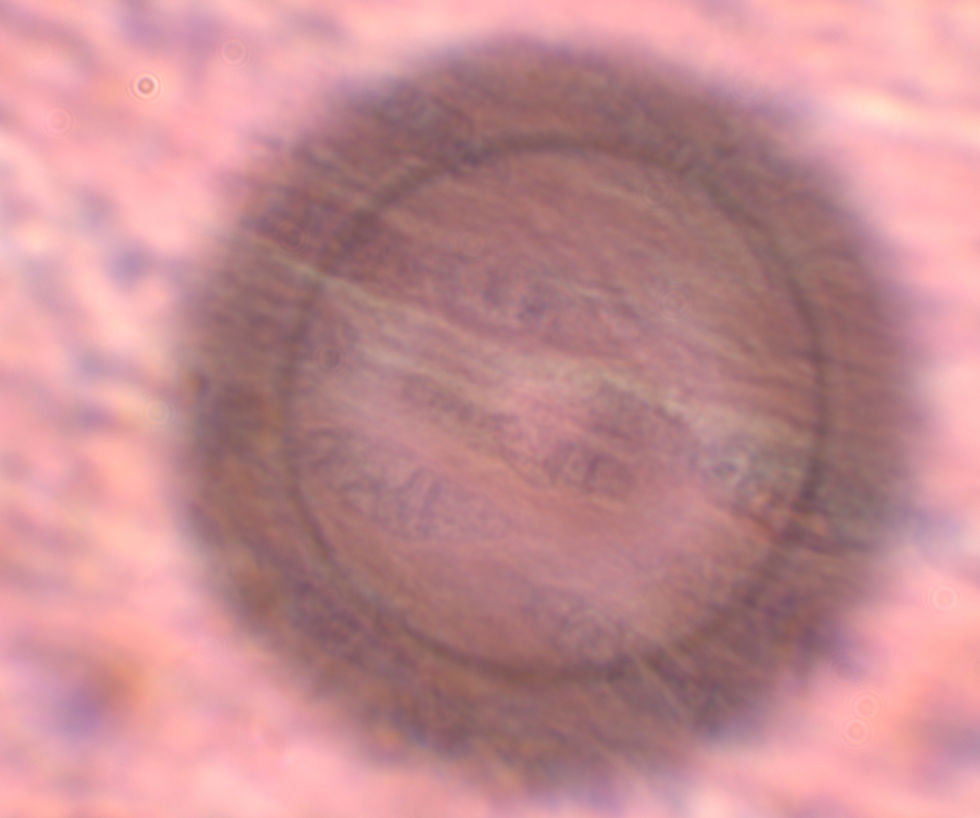 mamal intestine large FOV SMAL