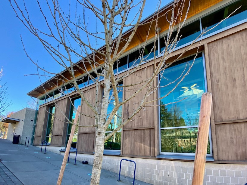 A bare ginkgo tree in front of the library