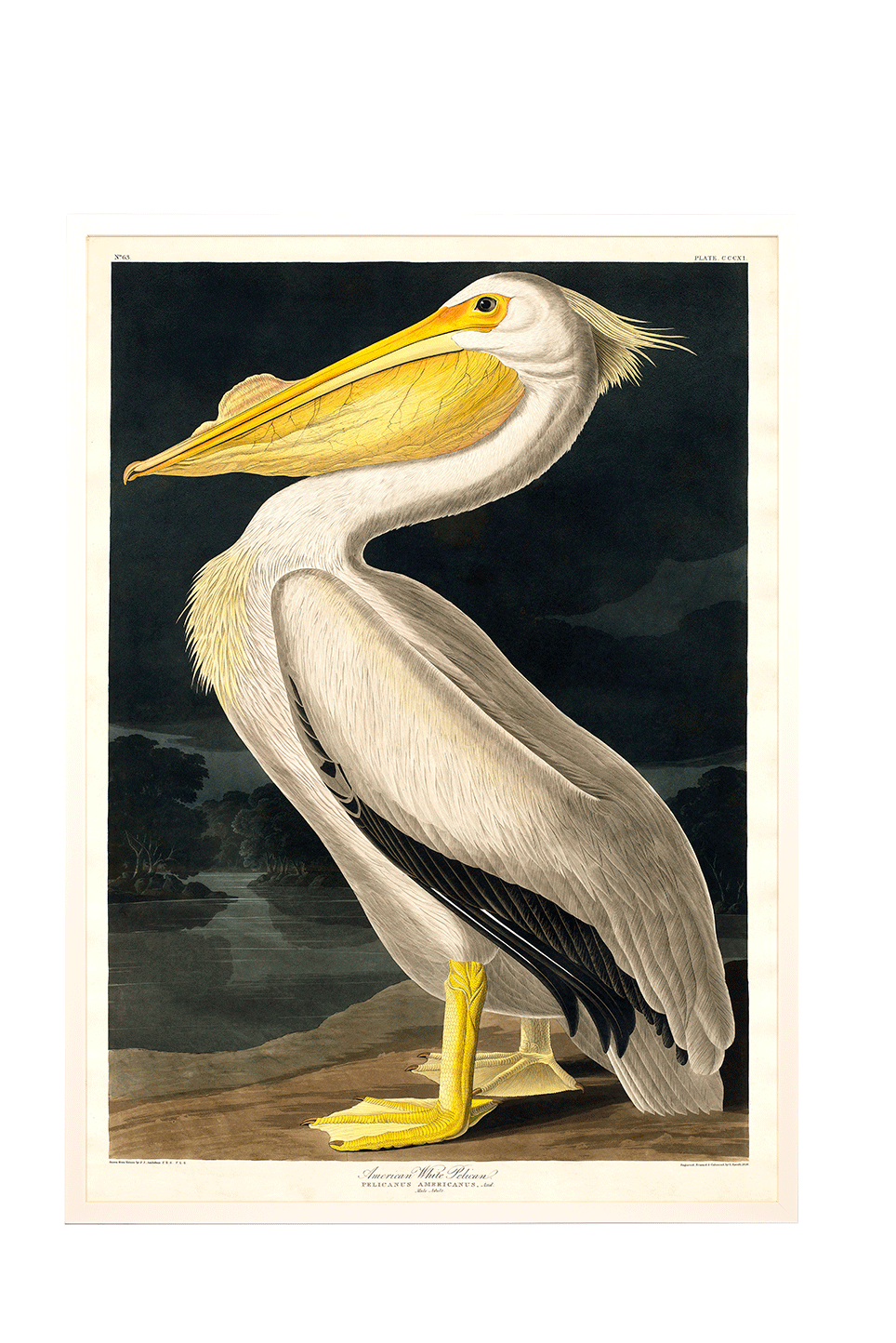 Miniaturebillede: American White Pelican, John James Audubon