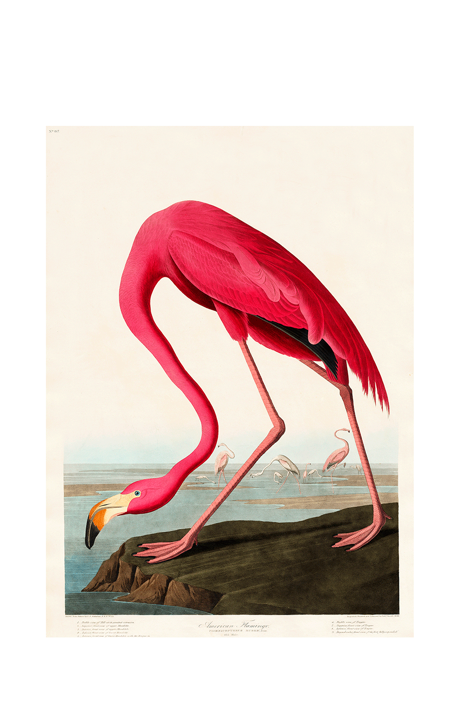 Miniaturebillede: Pink Flamingo, John James Audubon