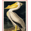 Miniaturebillede: American White Pelican, John James Audubon