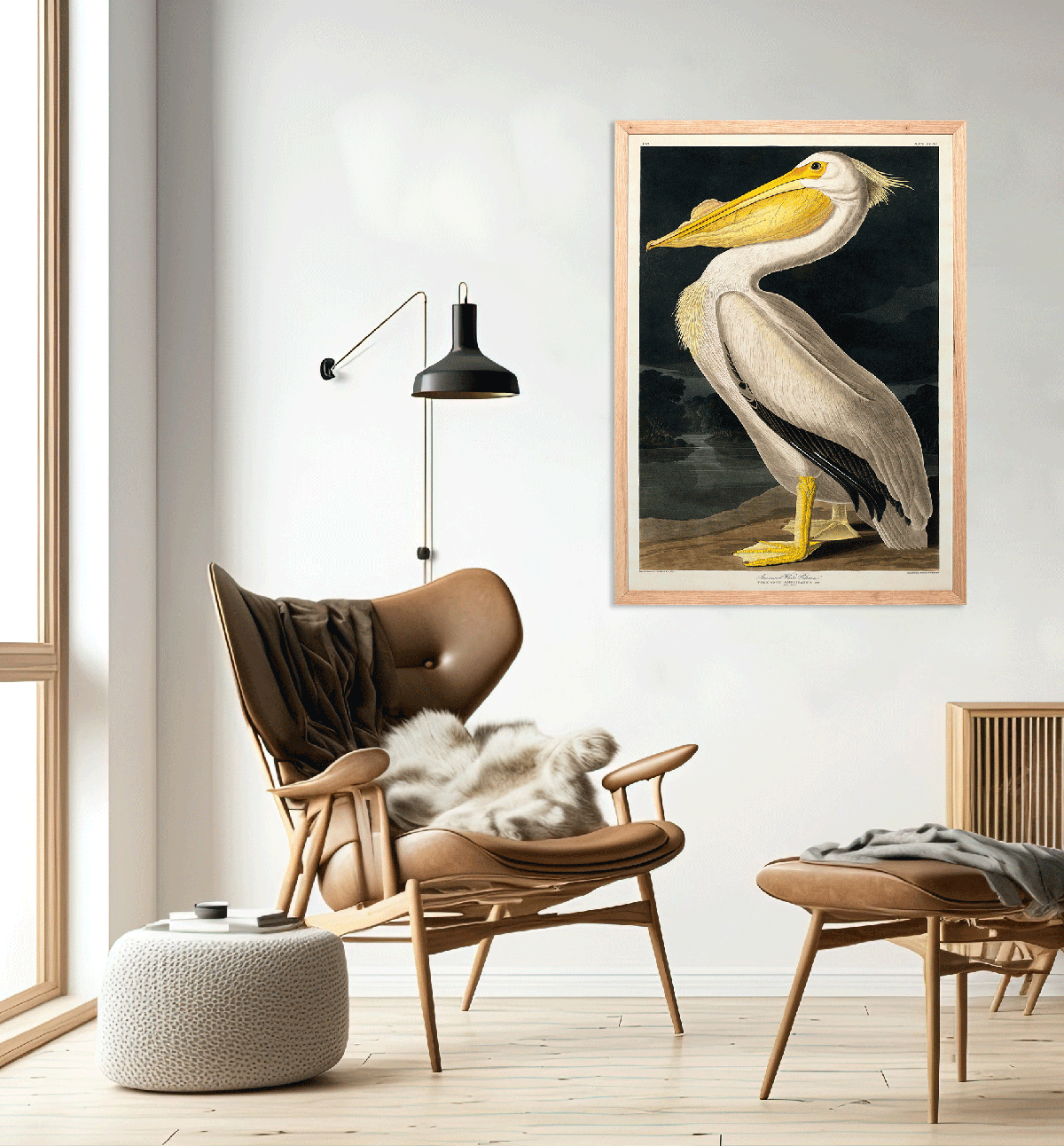 American White Pelican, John James Audubon