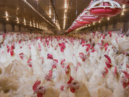 USDA Funds $2M Project to Test Novel Antiviral Fogging Technology Against Avian Influenza