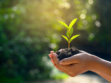 Hands cupping a small green seedling rooted in soil against a sunlit, blurred natural background, symbolizing Earth Day and nurturing the planet with Naturescapes.