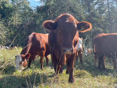 Have you ever considered how disconnected we've become from nature? So, how can you reconnect with something bigger than yourself? Get your hands dirty, touch life, grow real food, eat real food, honor something beyond you and me that is spectacular