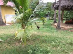 KadaknathChicken2.JPG