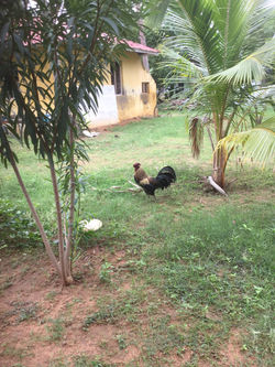 KadaknathChicken.JPG
