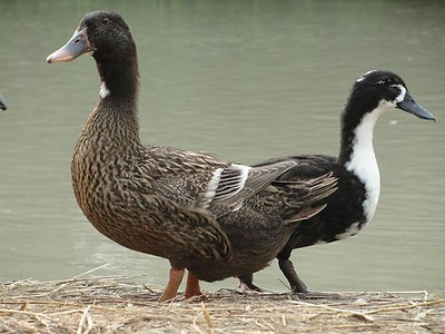 Duck.jpg