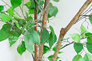 DSC00088.jpg