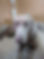 Mile High Weimaraner Rescue SM Logo.png