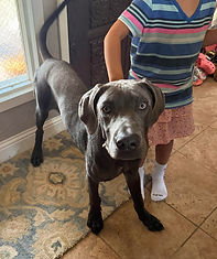 Mile High Weimaraner Rescue SM Logo.png