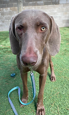 Mile High Weimaraner Rescue SM Logo.png