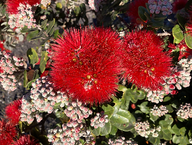 Ohia Lehua blossoms