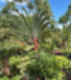 Thumbnail: Tropical Wildflower Honey / Winter 2025 Single Estate