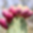 Thumbnail: Prickly Pear Seed Oil Organic Cold Pressed