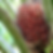 Thumbnail: Cold Pressed Batana oil 