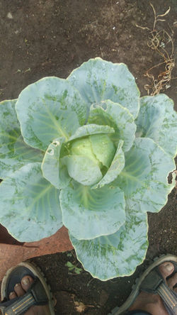 Cabbage