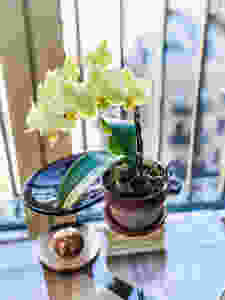 flower plant with moss