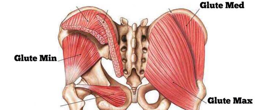 glute.jpeg