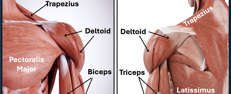 shoulder.png