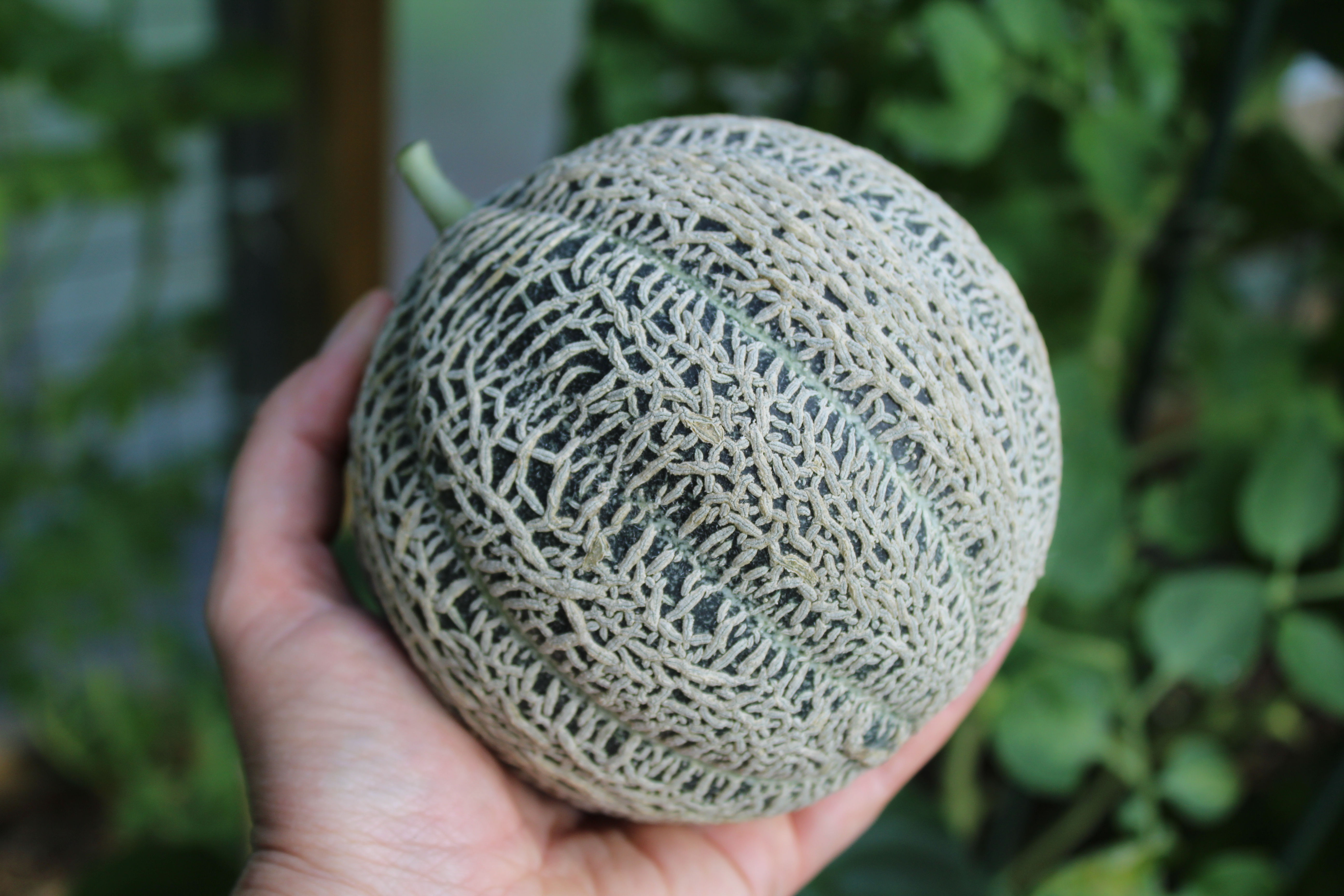 Hearts of Gold Cantaloupe