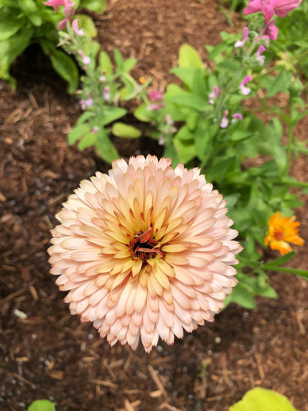 Thumbnail: Strawberry Blonde calendula