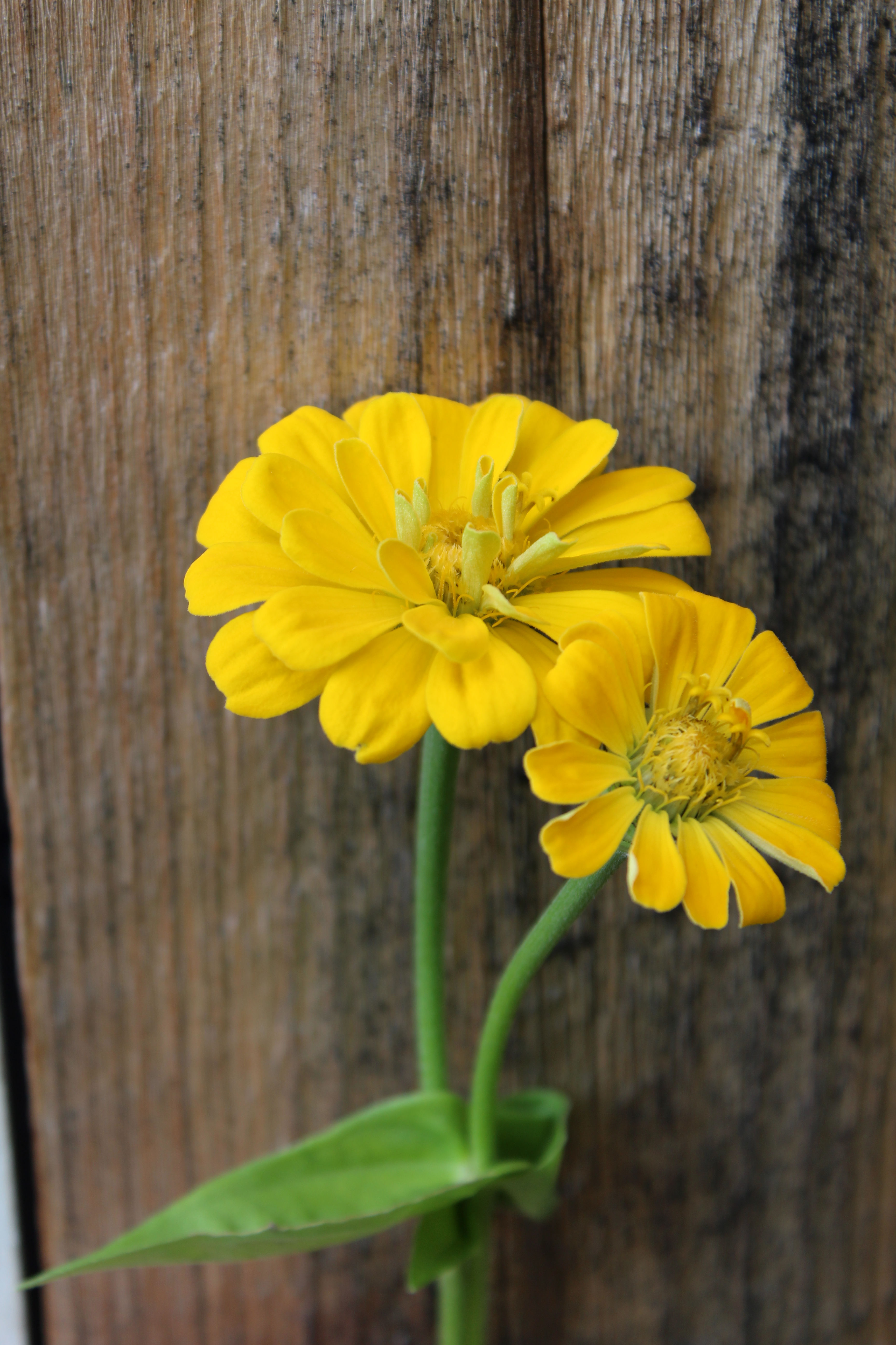 Canary zinnia
