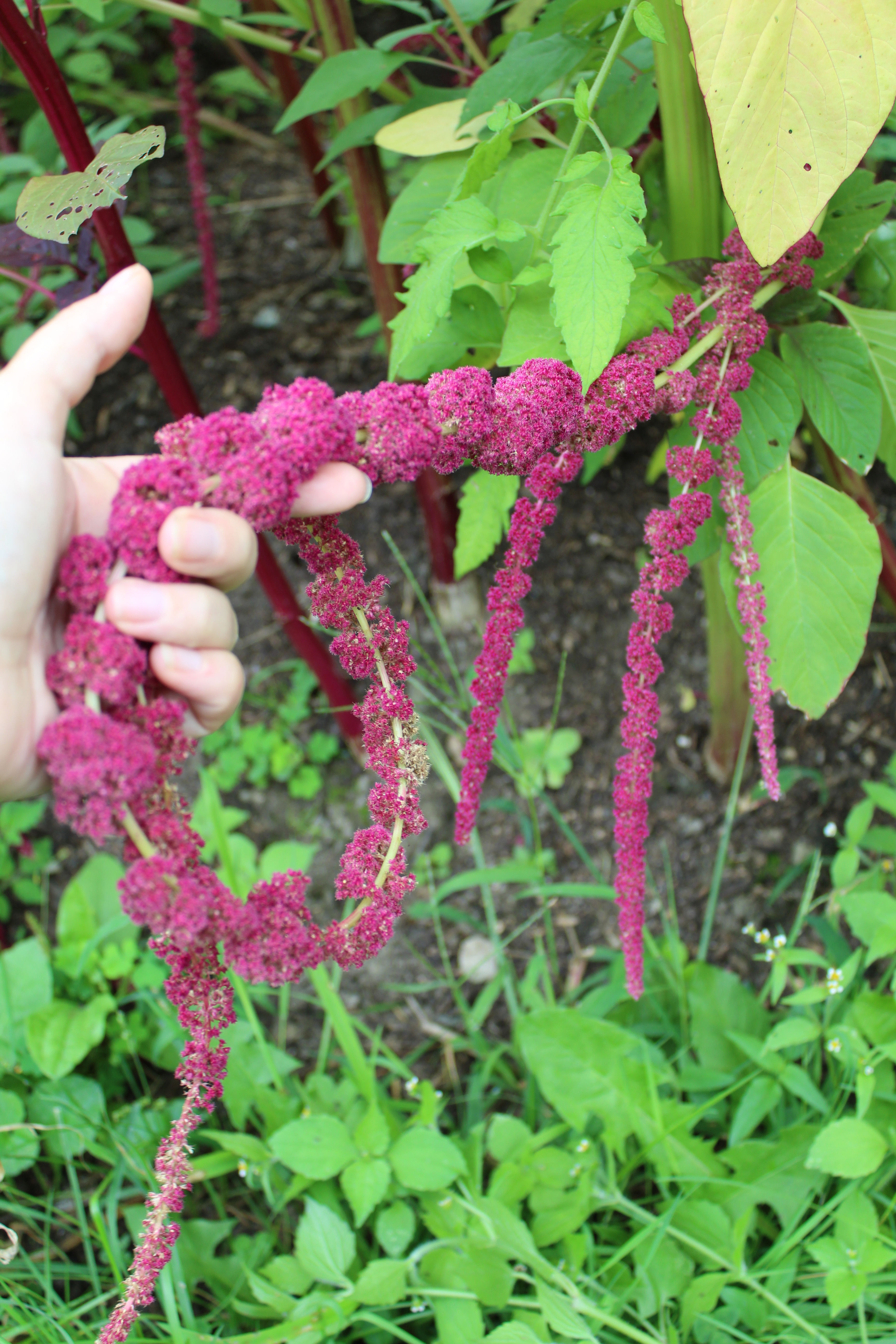 Love Lies Bleeding Red amaranth